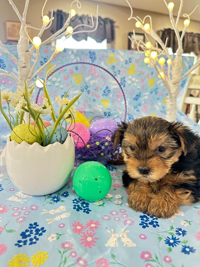 Yorkshire Terrier Puppies media 5