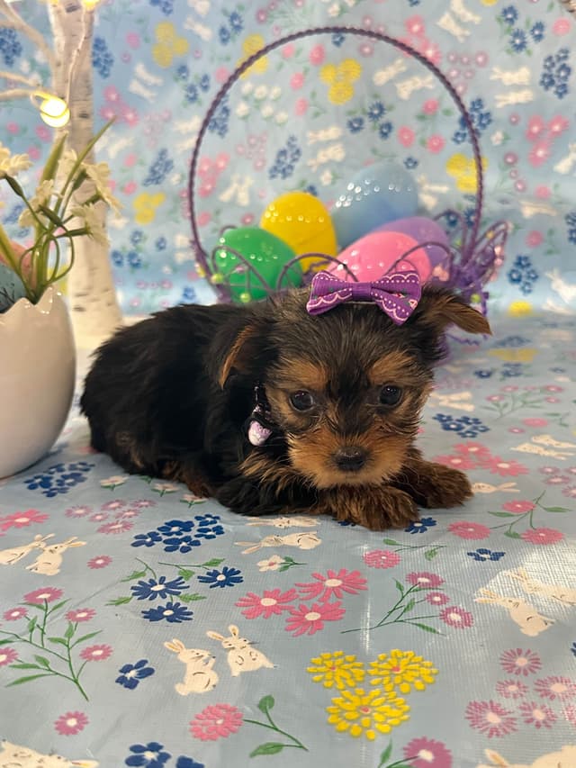 Yorkshire Terrier Puppies media 7