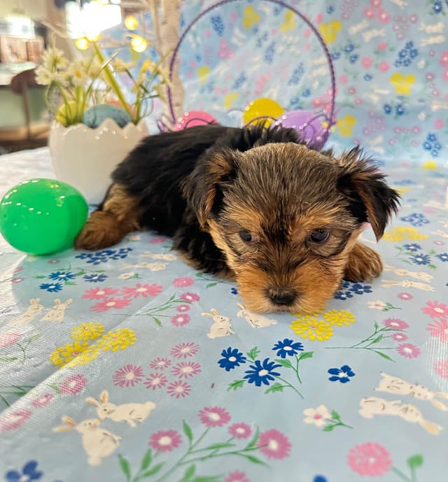 Yorkshire Terrier Puppies media 8