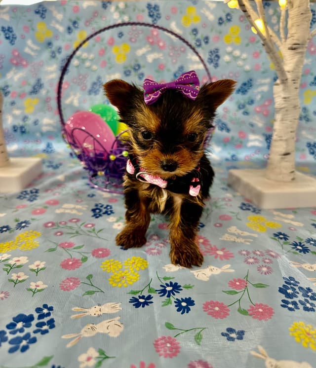 Yorkshire Terrier Puppies media 9