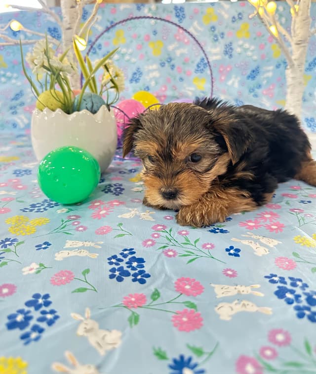 Yorkshire Terrier Puppies media 10