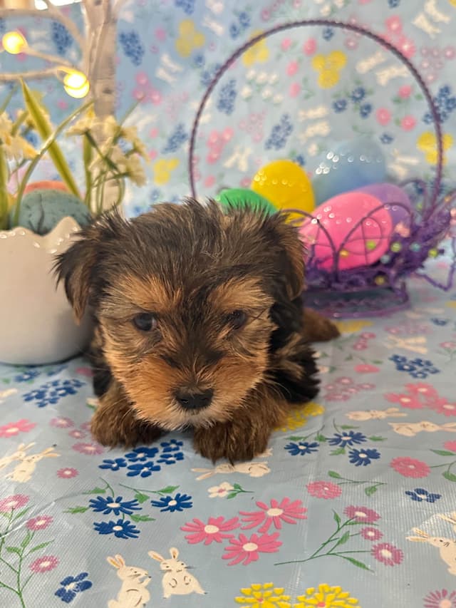 Yorkshire Terrier Puppies media 11
