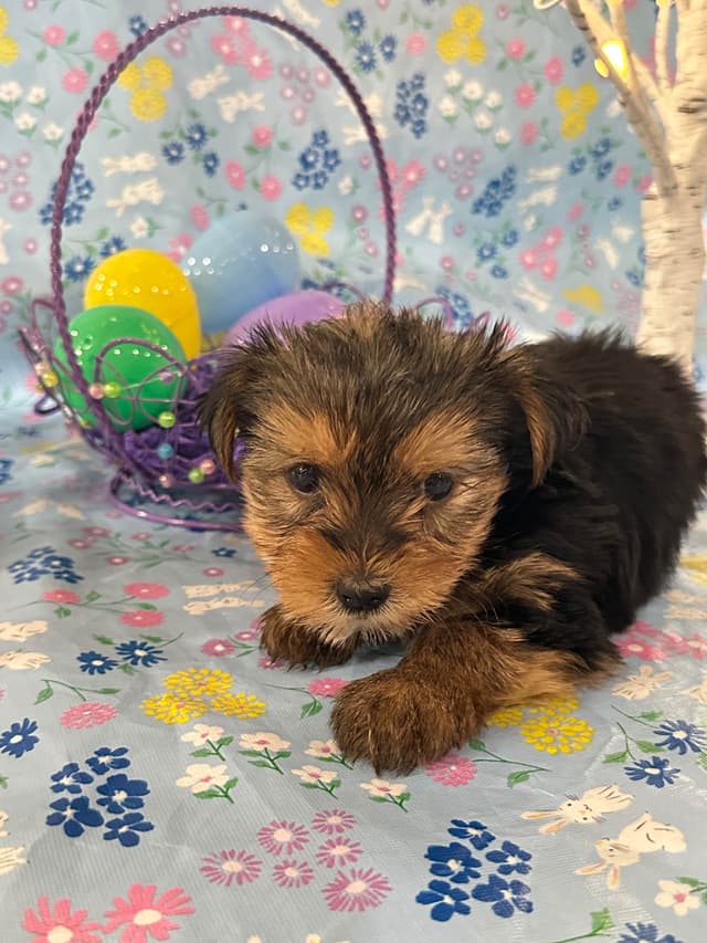 Yorkshire Terrier Puppies media 12