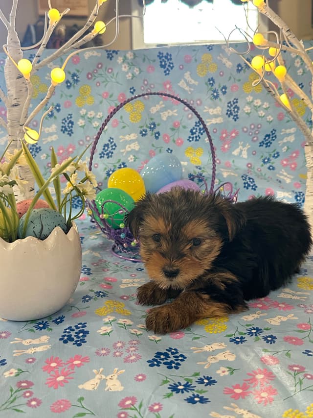 Yorkshire Terrier Puppies media 13