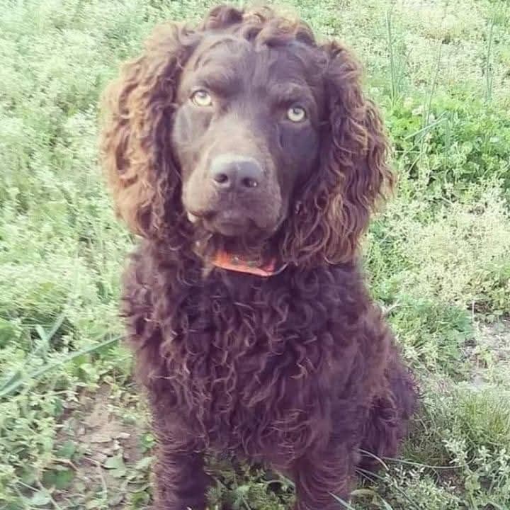 Boykin Spaniel Puppies breeder image 2