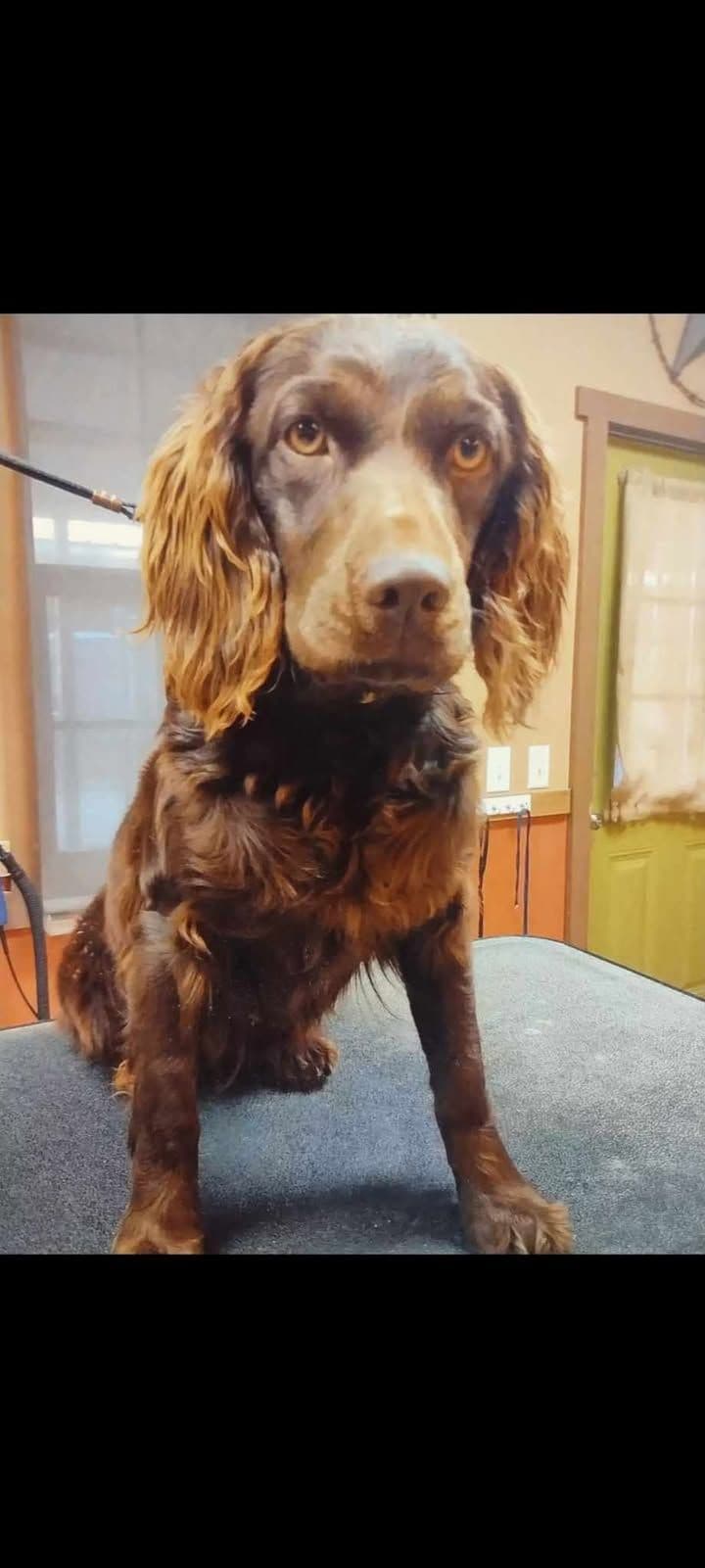 Boykin Spaniel Puppies breeder image 3