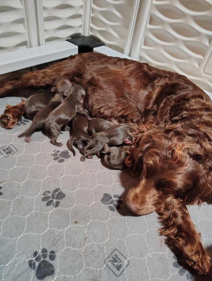 Boykin Spaniel Puppies breeder image 4