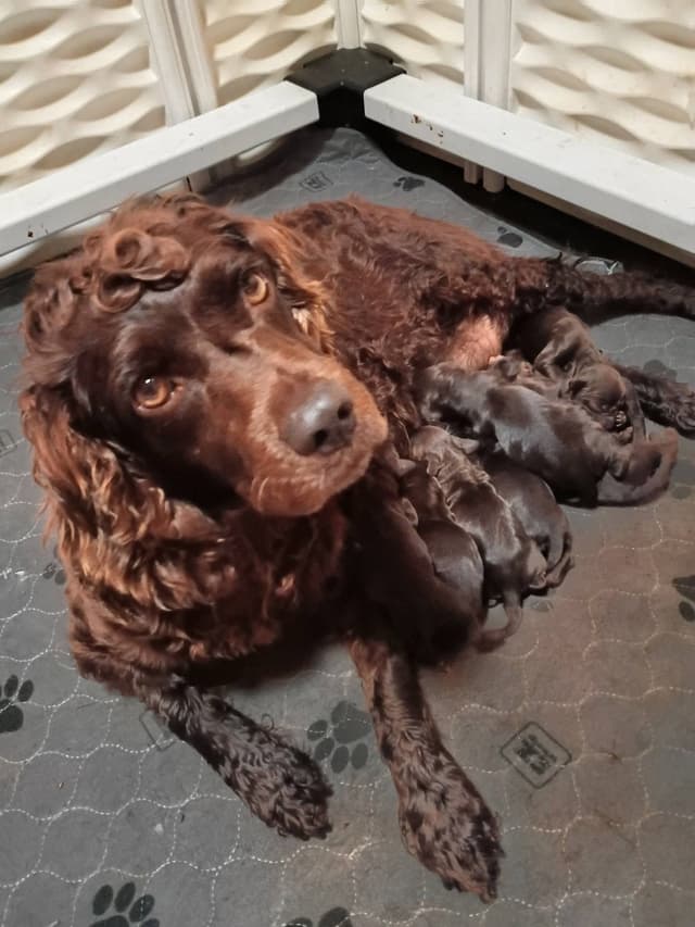 Boykin Spaniel Puppies media 3