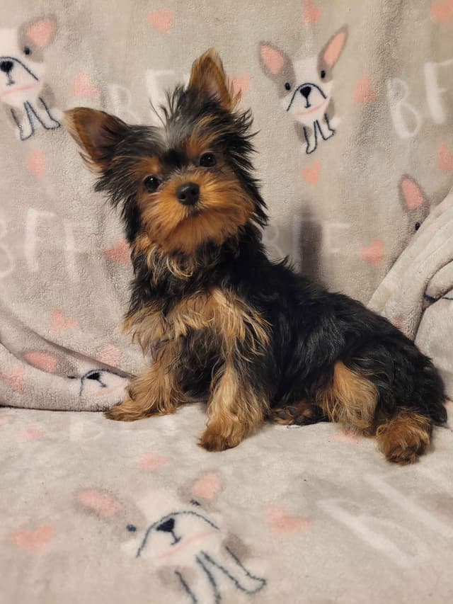 Yorkshire Terrier Puppies media 2