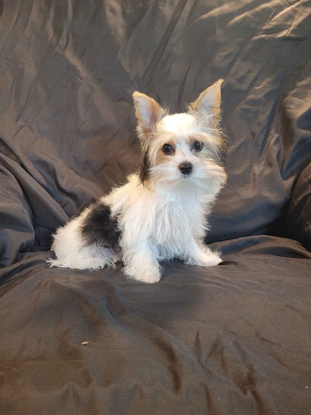 Yorkshire Terrier Puppies media 2