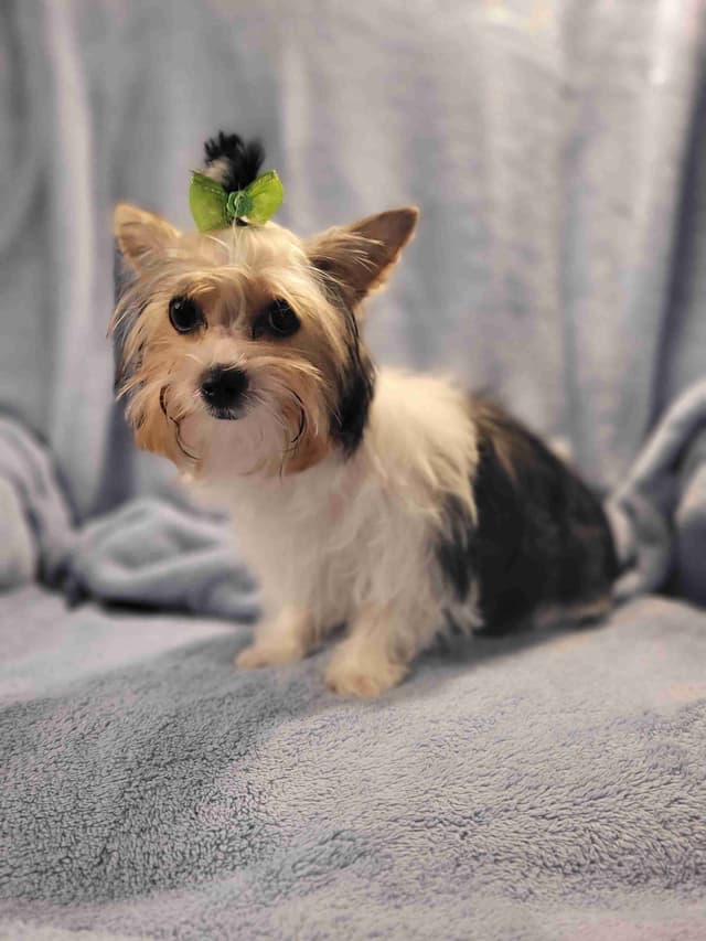 Yorkshire Terrier Puppies media 3