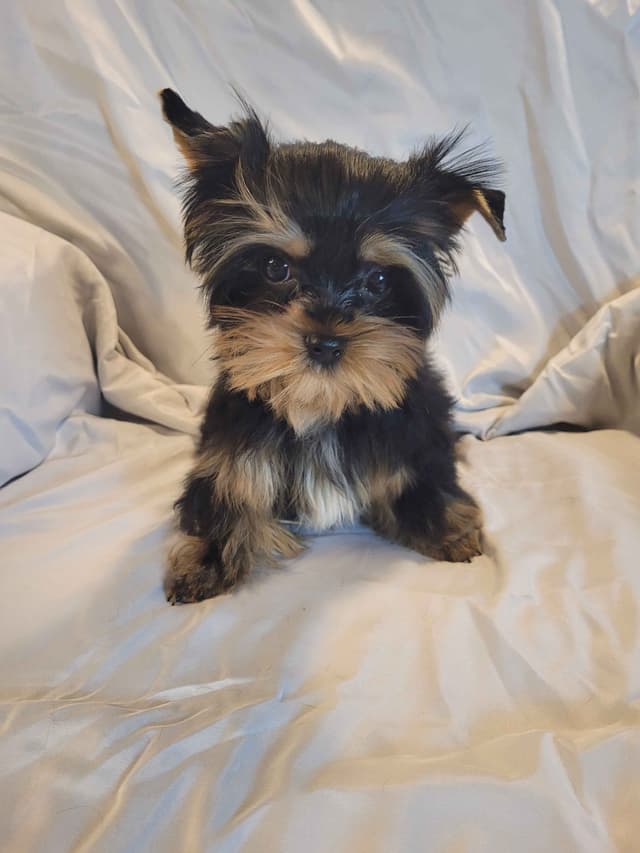 Yorkshire Terrier Puppies media 3
