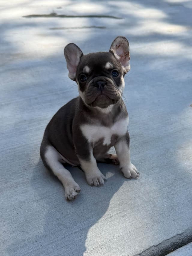 4 MALE Blue French Bulldog Puppies media 5