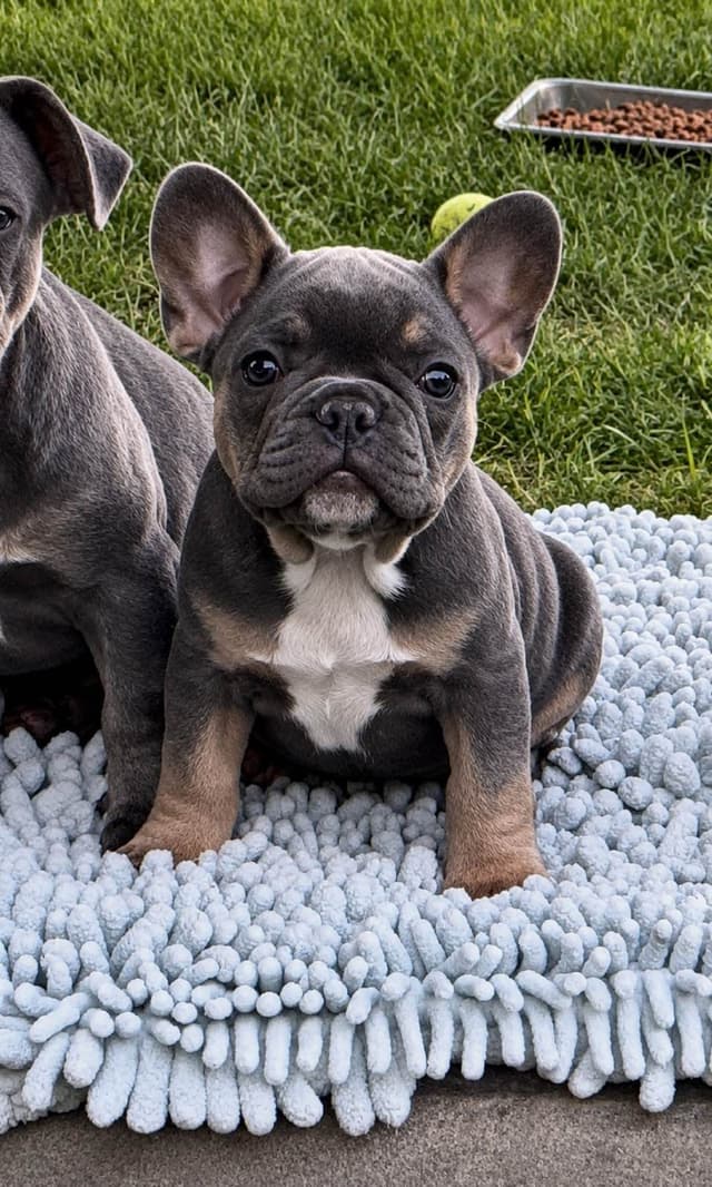 4 MALE Blue French Bulldog Puppies media 7
