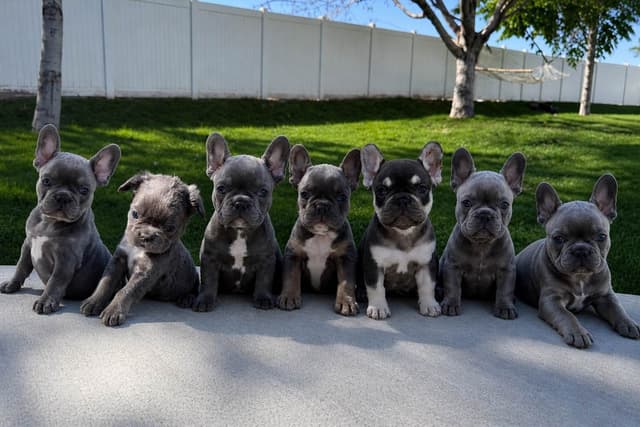 4 MALE Blue French Bulldog Puppies media 9