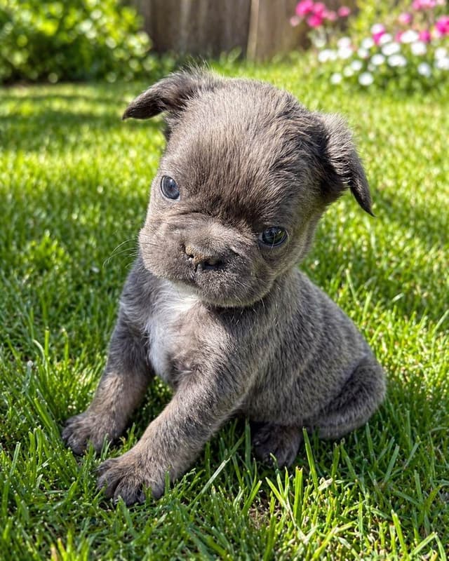 4 MALE Blue French Bulldog Puppies media 10