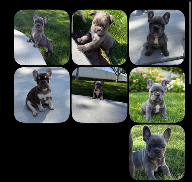 4 MALE Blue French Bulldog Puppies media 11