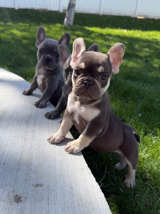 4 MALE Blue French Bulldog Puppies media 13