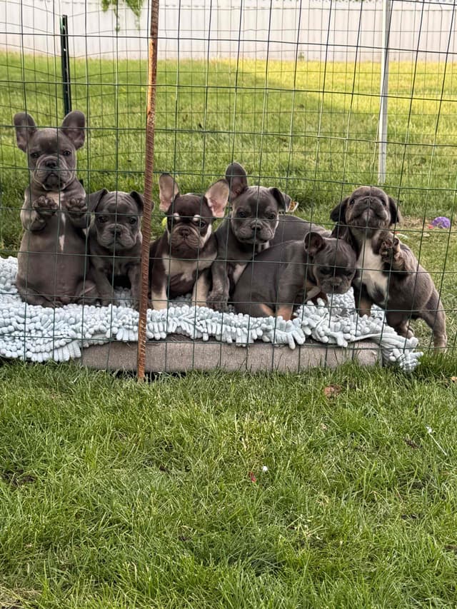 4 MALE Blue French Bulldog Puppies media 15