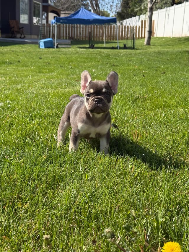 4 MALE Blue French Bulldog Puppies media 14