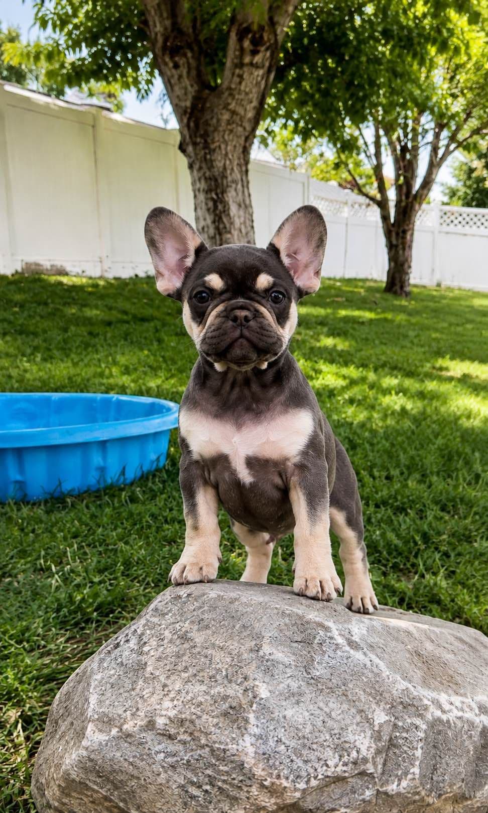 4 MALE Blue French Bulldog Puppies breeder image 1