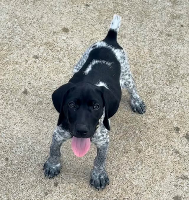German Shorthaired Pointer Puppies media 2