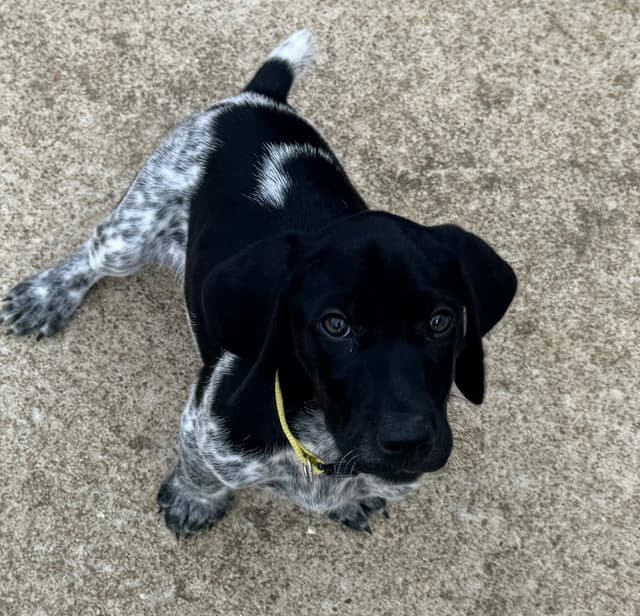 German Shorthaired Pointer Puppies media 3