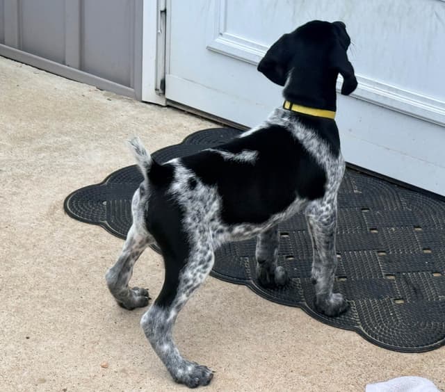 German Shorthaired Pointer Puppies media 4