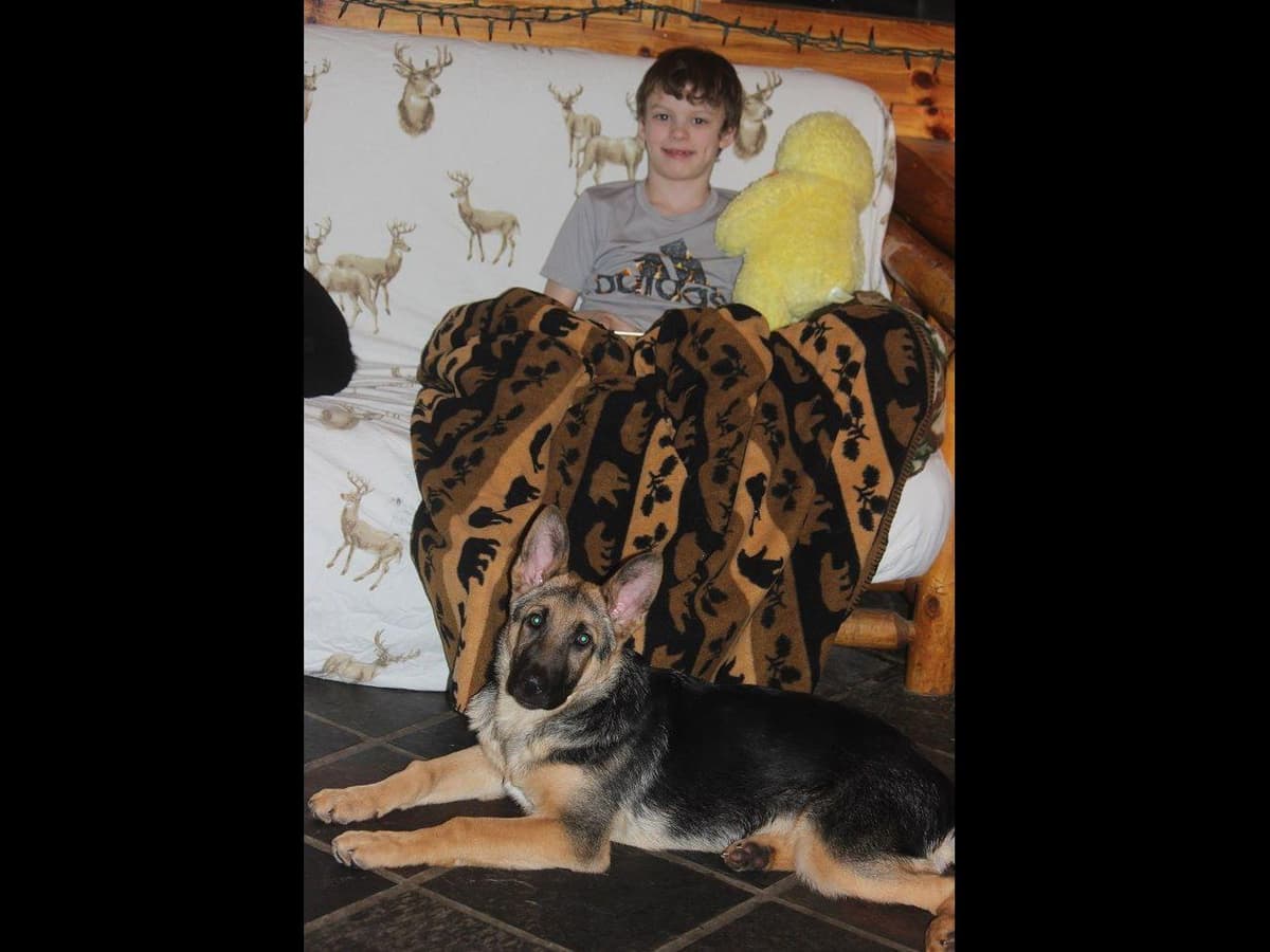 German Shepherd Dog Puppies breeder image 2