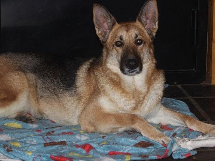 German Shepherd Dog Puppies breeder image 3