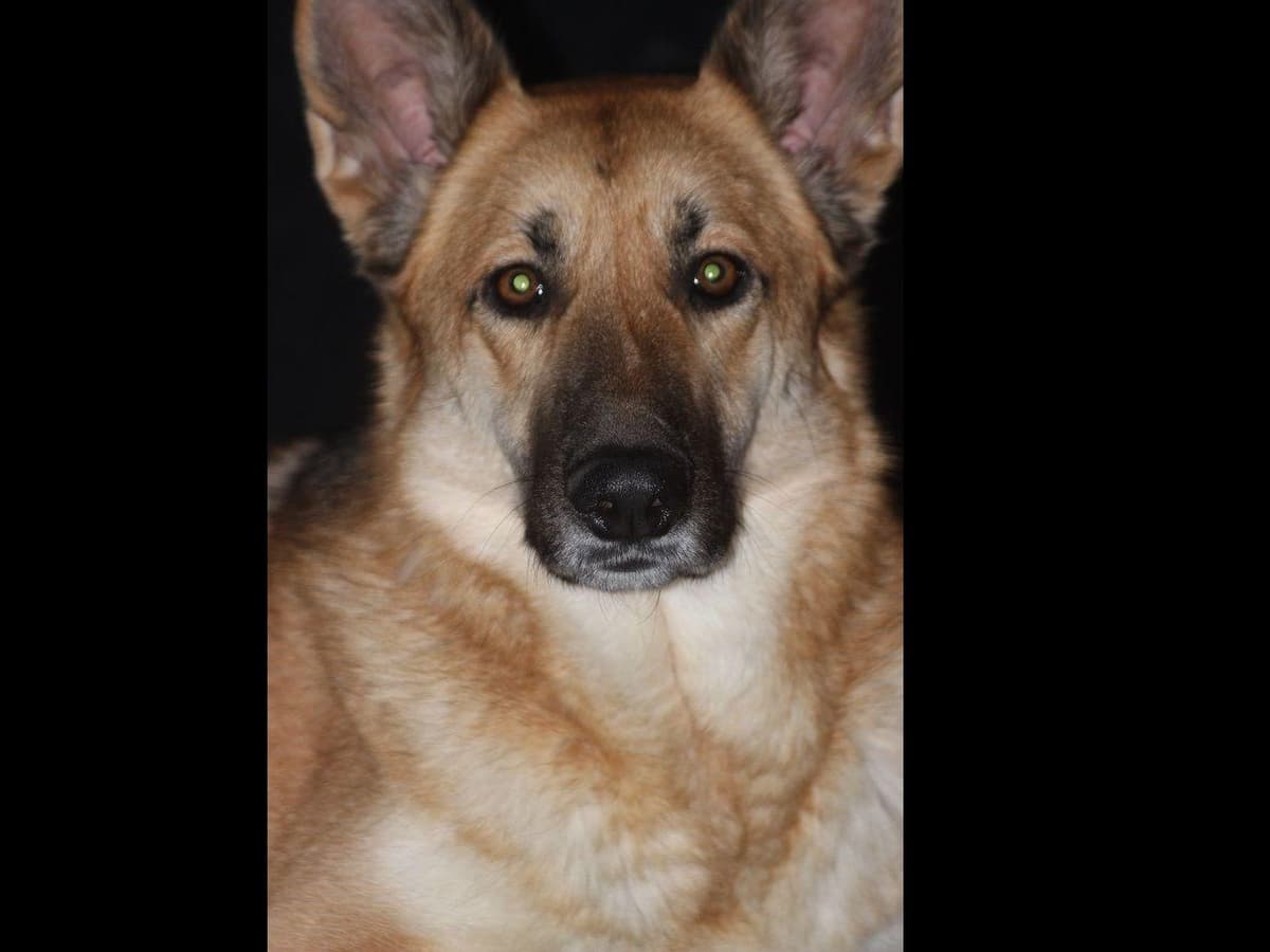 German Shepherd Dog Puppies breeder image 4