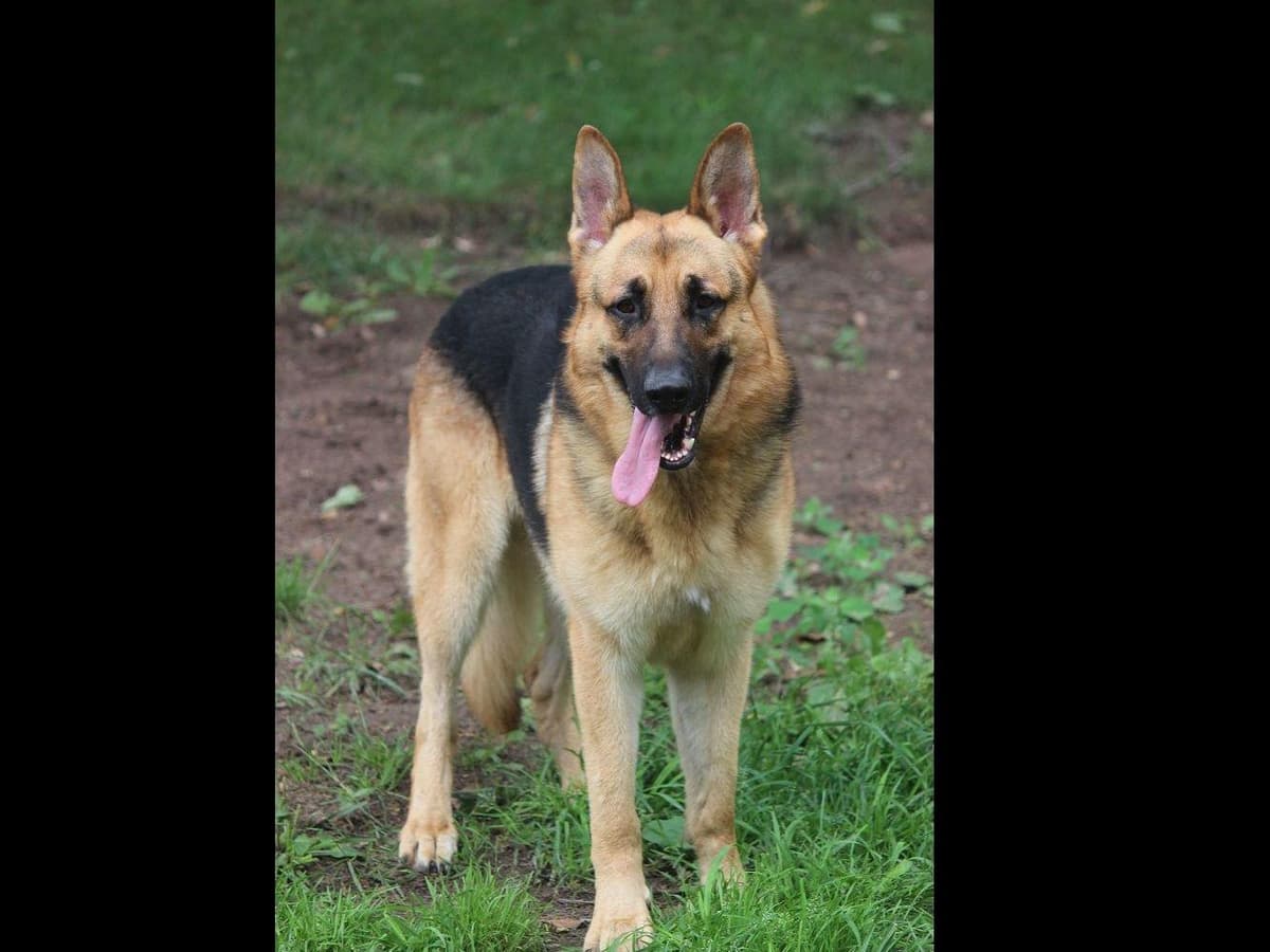 German Shepherd Dog Puppies breeder image 1
