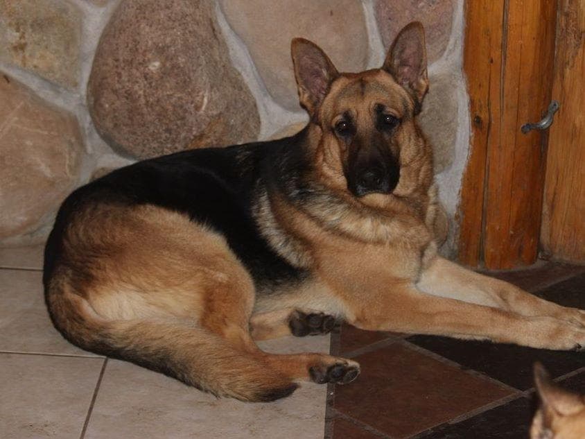 German Shepherd Dog Puppies breeder image 6