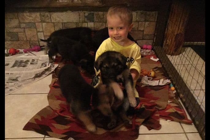 German Shepherd Dog Puppies breeder image 7