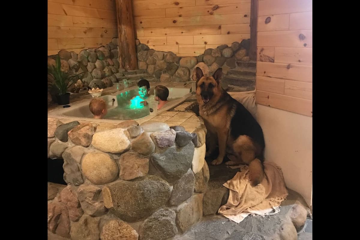 German Shepherd Dog Puppies breeder image 8