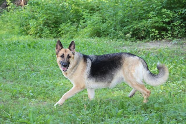 German Shepherd Dog Puppies media 2