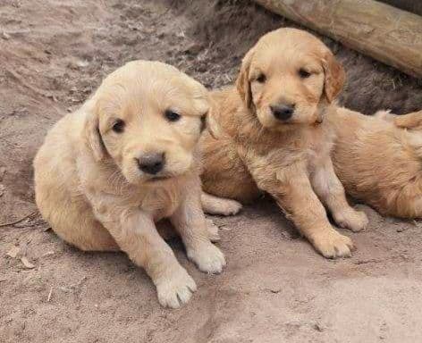 Golden Retriever Puppies media 2