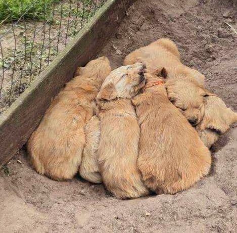 Golden Retriever Puppies media 3