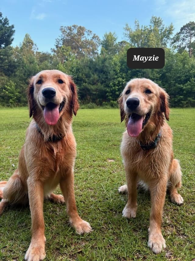 Golden Retriever Puppies media 4