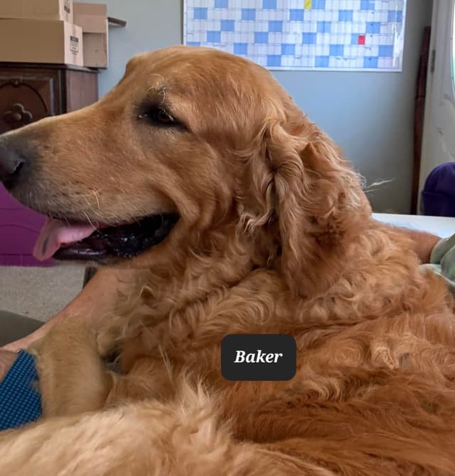 Golden Retriever Puppies media 5