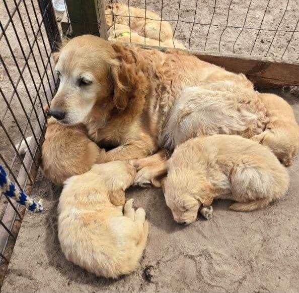Golden Retriever Puppies media 4