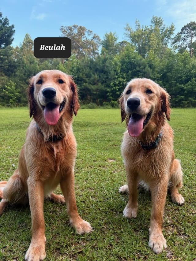 Golden Retriever Puppies media 5