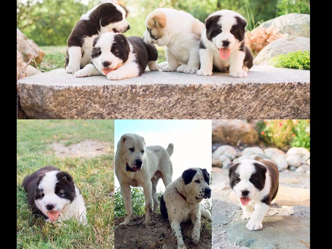 Central Asian Shepherd Dog Puppies breeder image 1