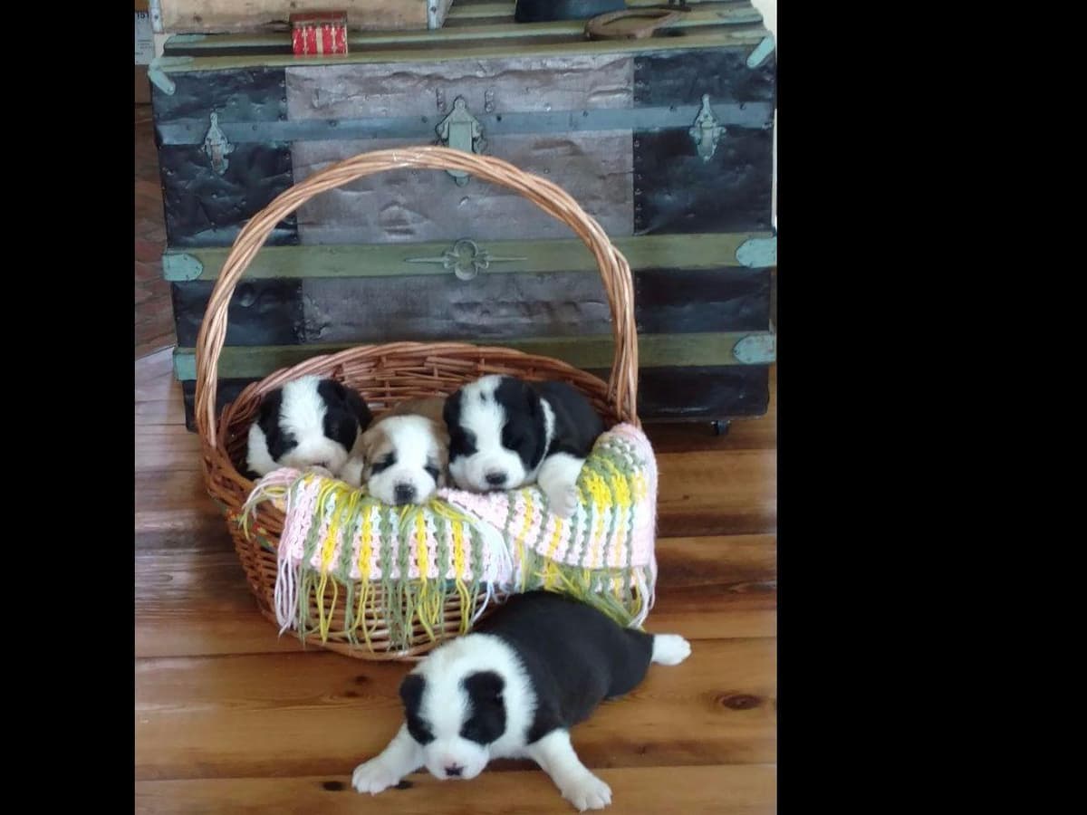 Central Asian Shepherd Dog Puppies breeder image 11