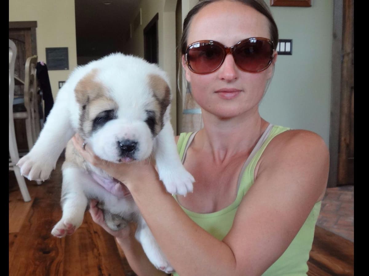 Central Asian Shepherd Dog Puppies breeder image 8