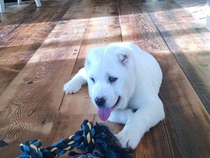 Central Asian Shepherd Dog Puppies breeder image 6