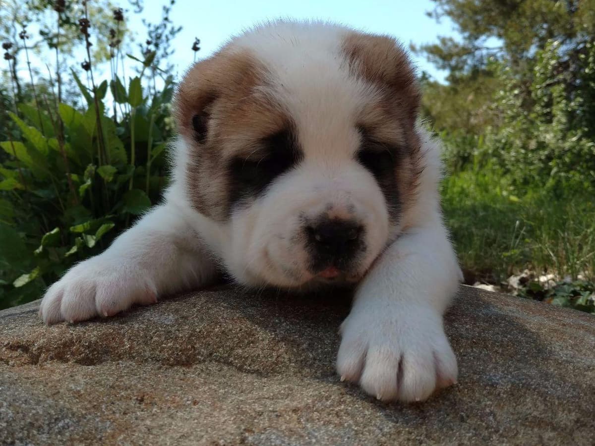 Central Asian Shepherd Dog Puppies breeder image 4