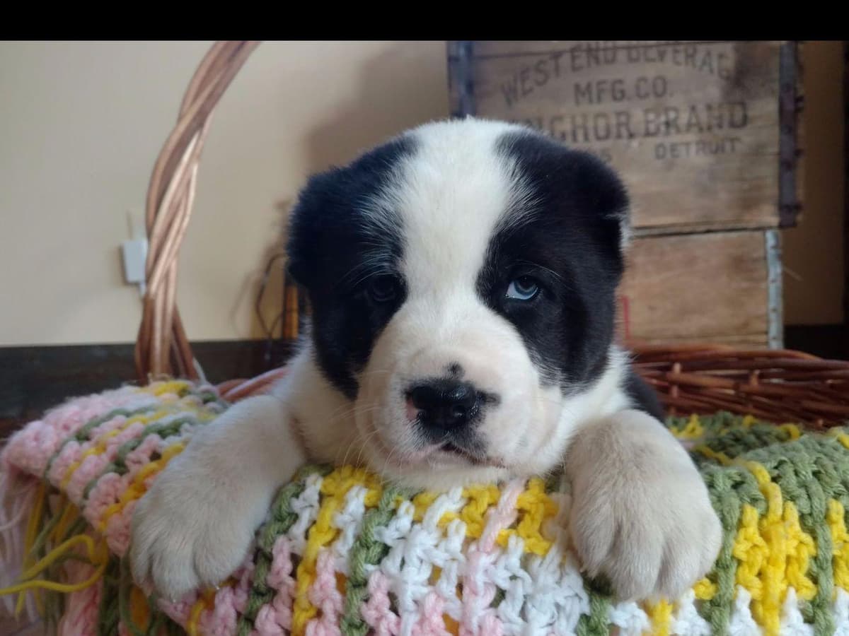 Central Asian Shepherd Dog Puppies breeder image 3