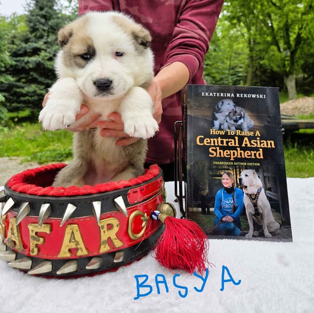 Central Asian Shepherd Dog Puppies media 6
