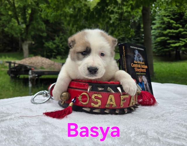 Central Asian Shepherd Dog Puppies media 5